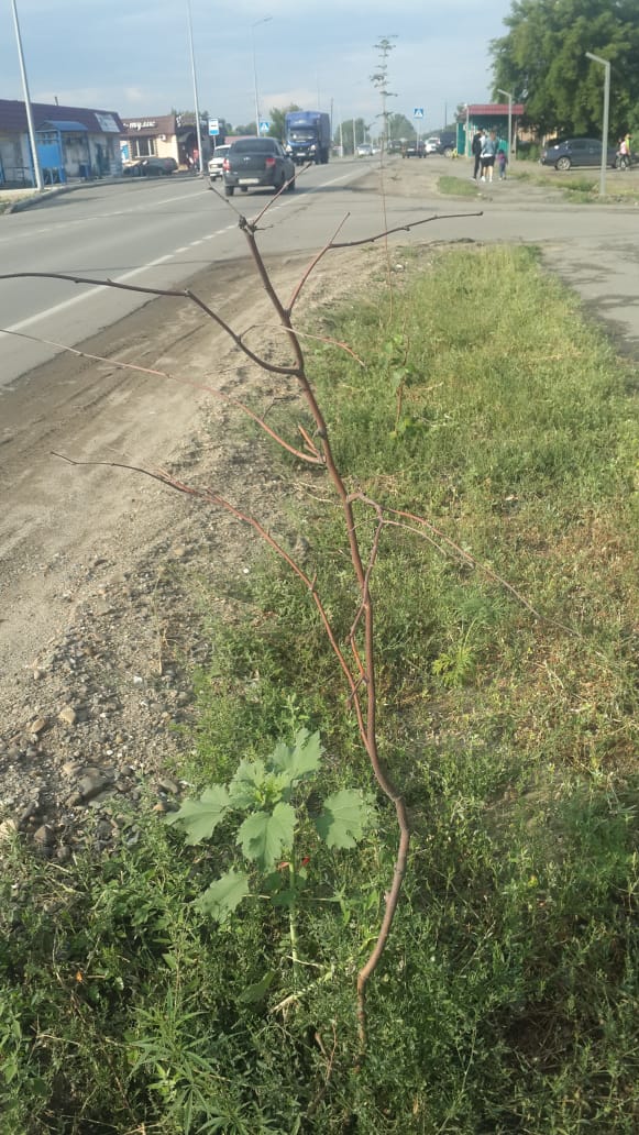 WhatsApp_Image_2019-07-25_at_08.58.34_1