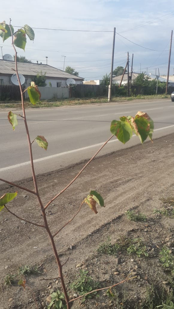 WhatsApp_Image_2019-07-25_at_08.58.35